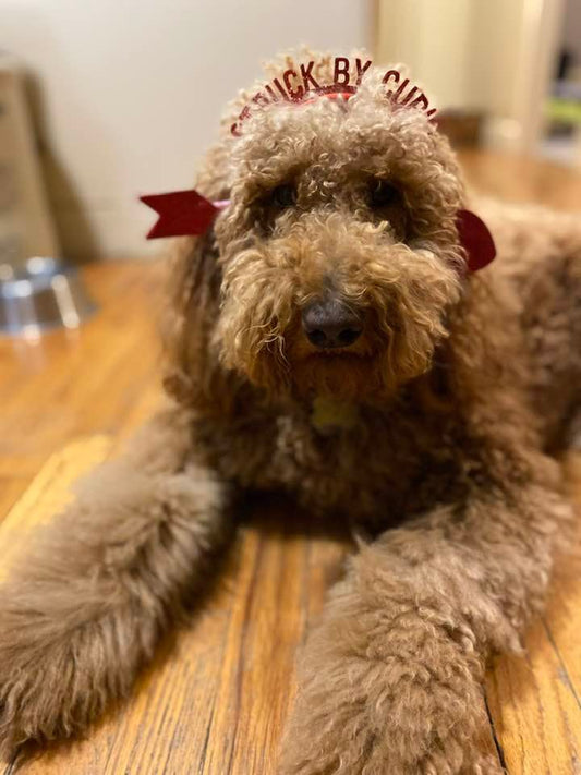 Meet CDO - Chief Doodle Officer - Miss RUBY